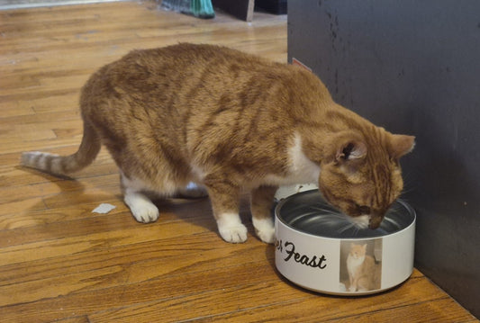 Pet Bowl
