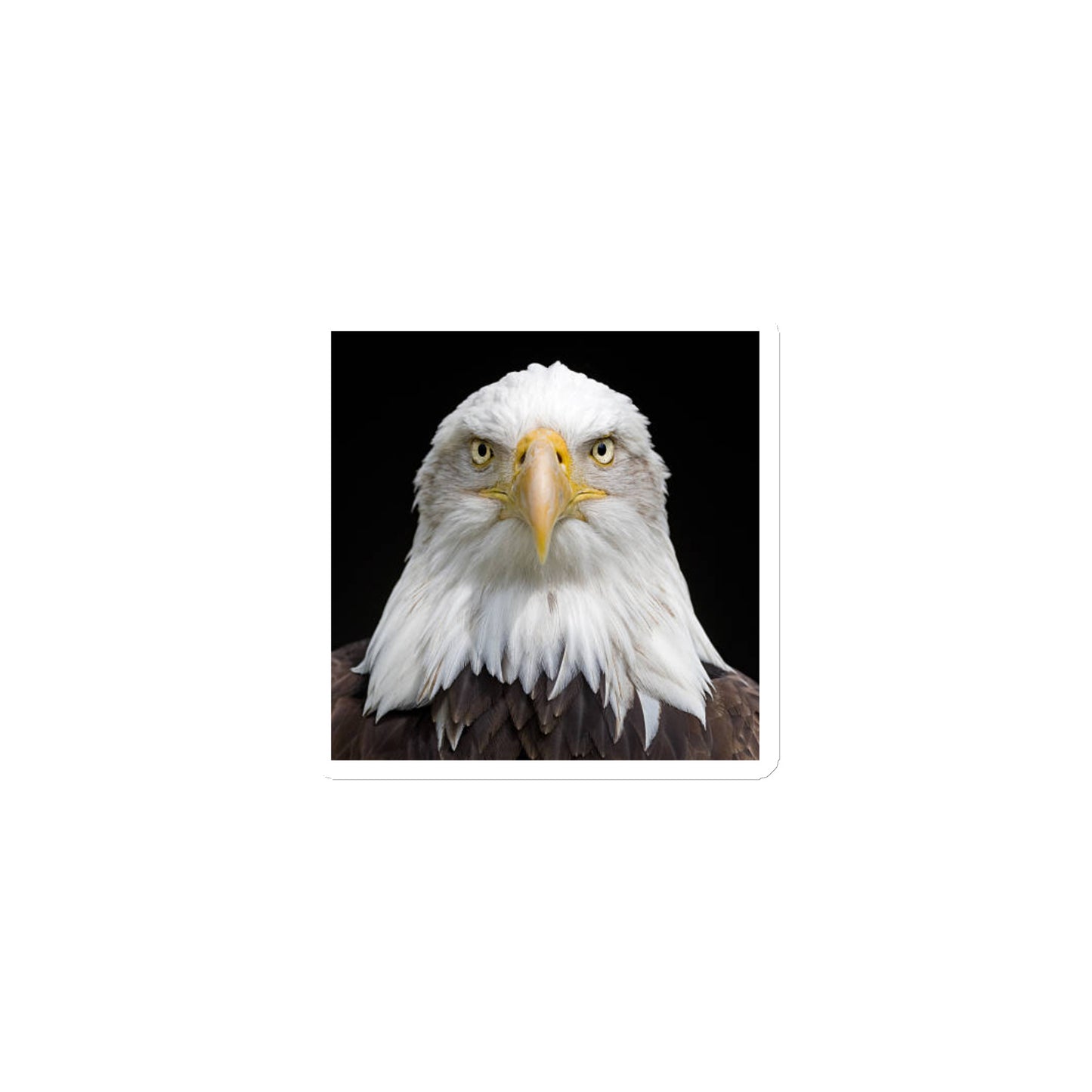 Eagle Magnet