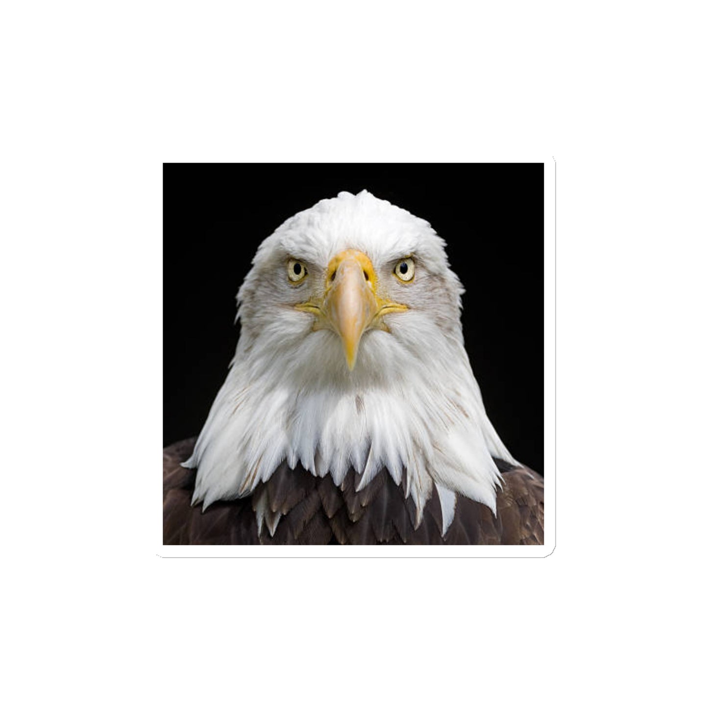 Eagle Magnet