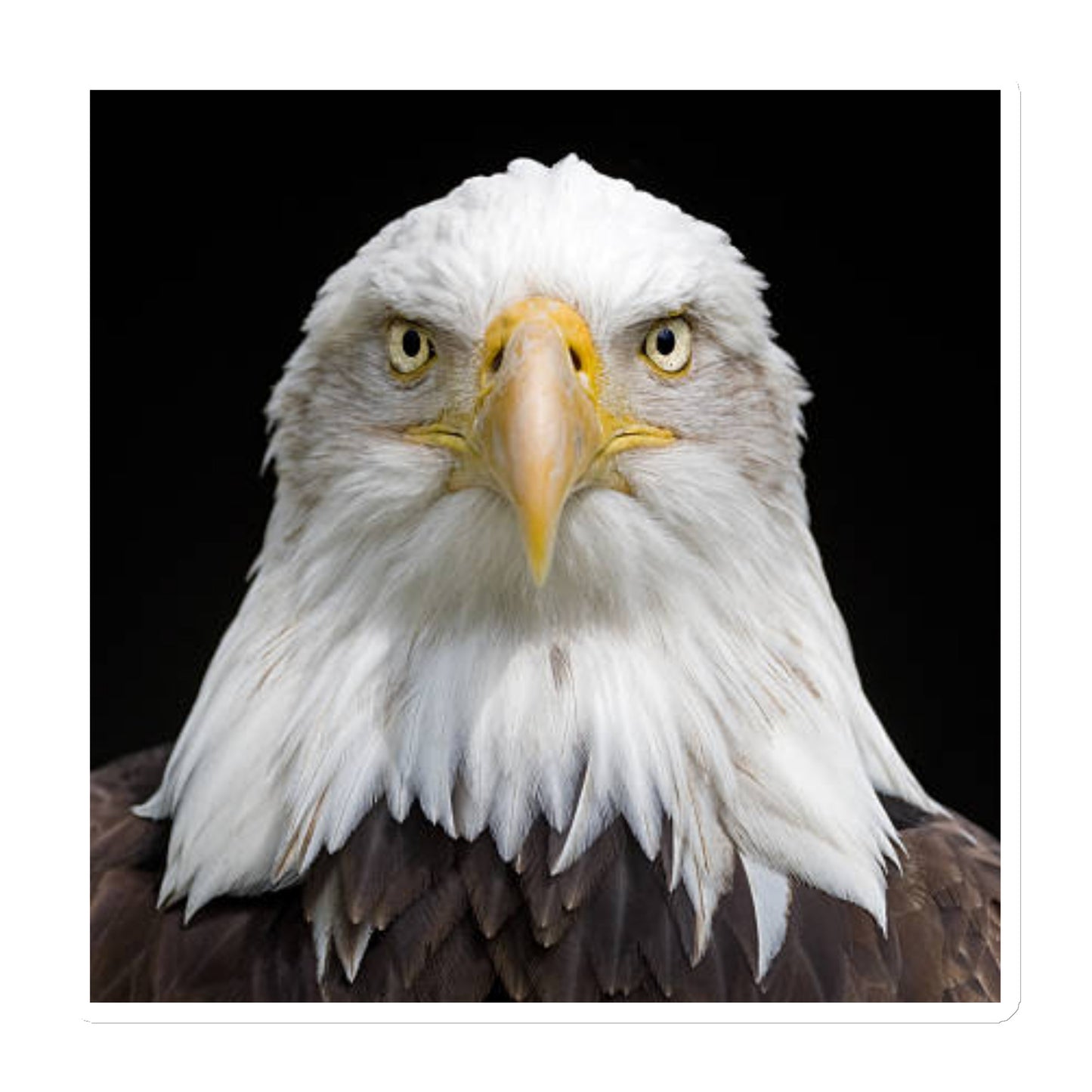 Eagle Magnet